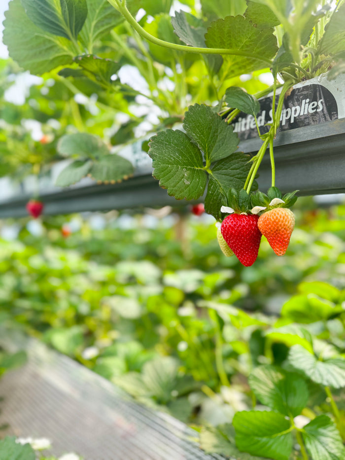 The Red Rows